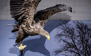 Seeadler mit Fang (© Naturkundemuseum Potsdam/ Foto: D. Marschalsky), Foto: D. Marschalsky, Lizenz: Naturkundemuseum Potsdam