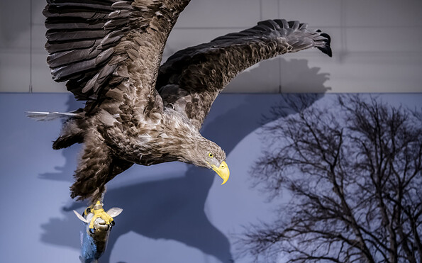 Seeadler mit Fang (© Naturkundemuseum Potsdam/ Foto: D. Marschalsky), Foto: D. Marschalsky, Lizenz: Naturkundemuseum Potsdam