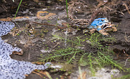 Moorfrösche bei der Paarung, Foto: David Marschalsky, Lizenz: Naturkundemuseum Potsdam