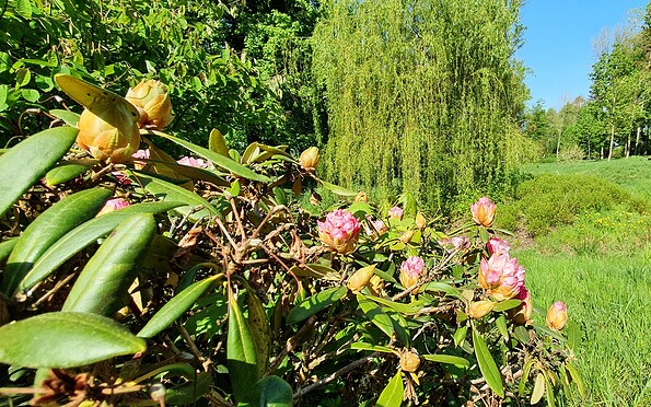 Gutspark Protzen , Foto: A. Loewe, Lizenz: Gemeinde Fehrbellin