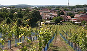 Foto: Weinverein Werder, Lizenz: Weinverein Werder