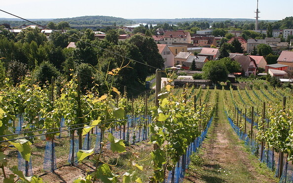 Foto: Weinverein Werder, Lizenz: Weinverein Werder