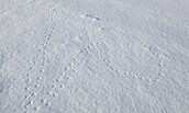 Fährten von Nagetieren im Schnee, Foto: Mirjam Rederlechner, Lizenz: NaturSchutzFonds Brandenburg