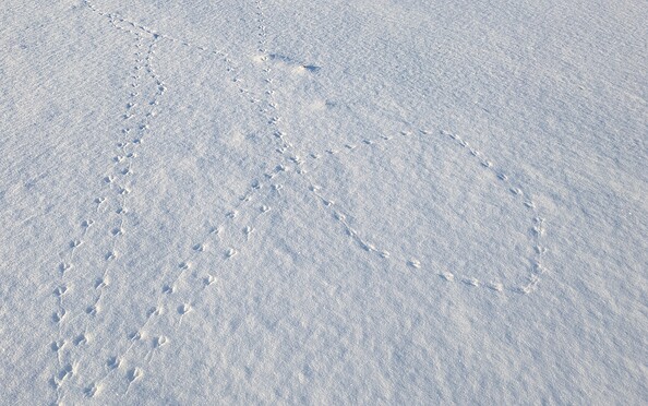 Fährten von Nagetieren im Schnee, Foto: Mirjam Rederlechner, Lizenz: NaturSchutzFonds Brandenburg
