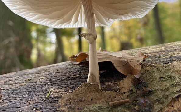 Foto: Simone Thurm, Lizenz: Simone Thurm