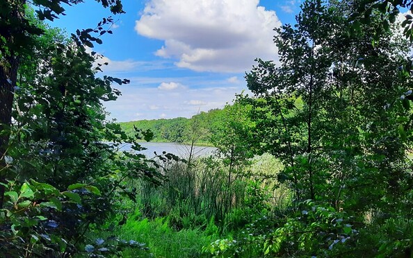 DBäume und Sträucher in sattem grün im Vordergrund und in der Mitte des Bildes im Hintergrund die blaue Seefläche, Foto: Maren Brodersen, Lizenz: Maren Brodersen