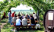 Menschen sitzen unter einer Weinlaube an Bänken, mit Blick auf Felder., Foto: Weinbauverein Schlieben, Lizenz: Weinbauverein Schlieben