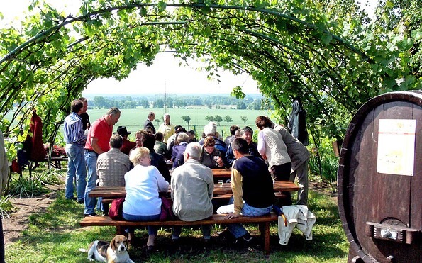 Menschen sitzen unter einer Weinlaube an Bänken, mit Blick auf Felder., Foto: Weinbauverein Schlieben, Lizenz: Weinbauverein Schlieben