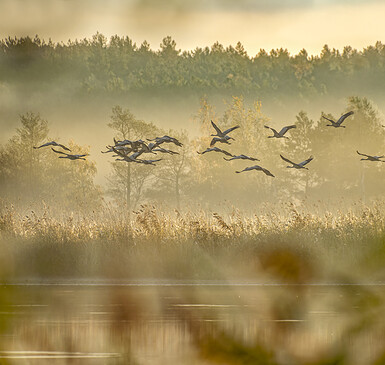 Naturfototag: Wenn Kraniche ziehen...