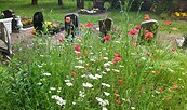 Blühwiese Neuer Friedhof Glindow, Foto: Karin Watzke, Lizenz: Karin Watzke