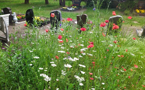 Blühwiese Neuer Friedhof Glindow, Foto: Karin Watzke, Lizenz: Karin Watzke