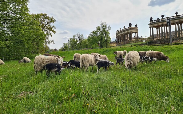 Schafe in Sanssouci, Foto: Nicole Koppe, Lizenz: SPSG