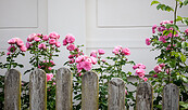 Blumen hinter dem Hofzaun, Foto: Jedrezj Marzecki, Lizenz: Tourismusverband Fläming e.V.