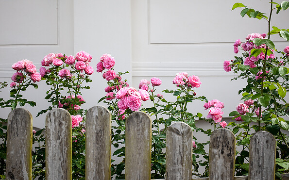 Blumen hinter dem Hofzaun, Foto: Jedrezj Marzecki, Lizenz: Tourismusverband Fläming e.V.