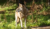 Ein Wolf auf einer Grünfläche nach links schauend, Foto: Steffen Bohl, Lizenz: Landesamt für Umwelt Brandenburg