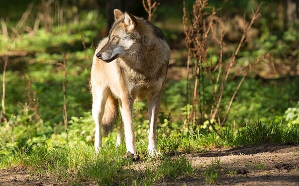 Ein Wolf auf einer Grünfläche nach links schauend, Foto: Steffen Bohl, Lizenz: Landesamt für Umwelt Brandenburg