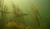 Ein Hecht versteckt sich zwischen einigen Wasserpflanzen im Pinnower See, Foto: Tauchclub Guben e.V., Lizenz: Tauchclub Guben e.V.
