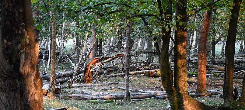 Wald im Wandel – gemeinsam unterwegs mit dem Landschafts-Förderverein