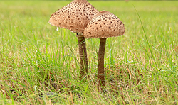 Die Ökologie der Pilze