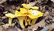 Foto: Günther Pitschi, Lizenz: Günther Pitschi / NABU Naturgucker