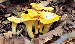 Pilze für Anfänger