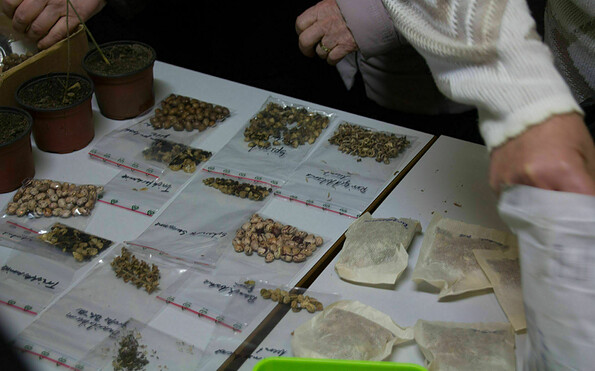 Samentausch,, Foto: Bansen/Wittig, Lizenz: Bansen/Wittig