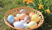 Eier in Pastellfarben in Bastkorb neben blühender Osterglocke, Foto: Bansen-Wittig