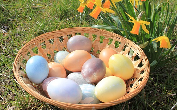 Eier in Pastellfarben in Bastkorb neben blühender Osterglocke, Foto: Bansen-Wittig