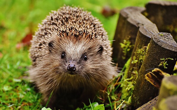 Igel im Garten, Foto: alexas_fotos from Pixabay