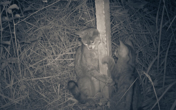 Foto: Naturwacht Hoher Fläming