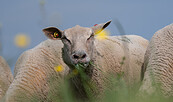 Foto: Nanouk Schuster, Lizenz: LFV