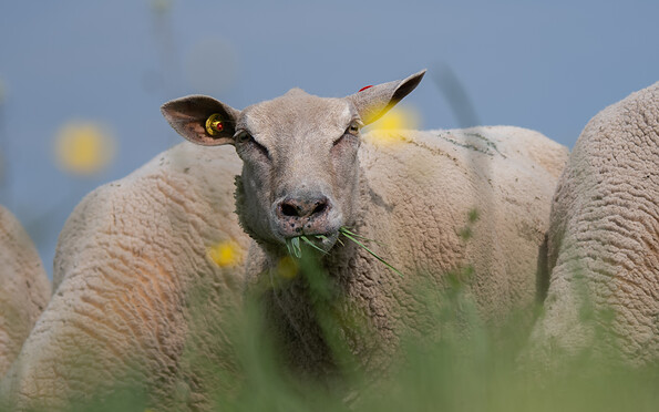 Foto: Nanouk Schuster, Lizenz: LFV
