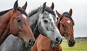Pferd, Foto: Pixabay, Lizenz: Pixabay