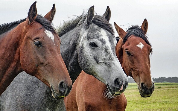 Pferd, Foto: Pixabay, Lizenz: Pixabay