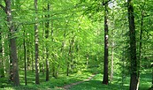 Foto: Olaf Tausch (https://commons.wikimedia.org/wiki/File:Schlosspark_Lanke_01.jpg), Lizenz: Olaf Tausch (https://commons.wikimedia.org/wiki/File:Schlosspark_Lanke_01.jpg)