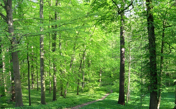 Foto: Olaf Tausch (https://commons.wikimedia.org/wiki/File:Schlosspark_Lanke_01.jpg), Lizenz: Olaf Tausch (https://commons.wikimedia.org/wiki/File:Schlosspark_Lanke_01.jpg)