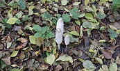 Foto: A. Emrich, Lizenz: A. Emrich