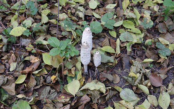 Foto: A. Emrich, Lizenz: A. Emrich