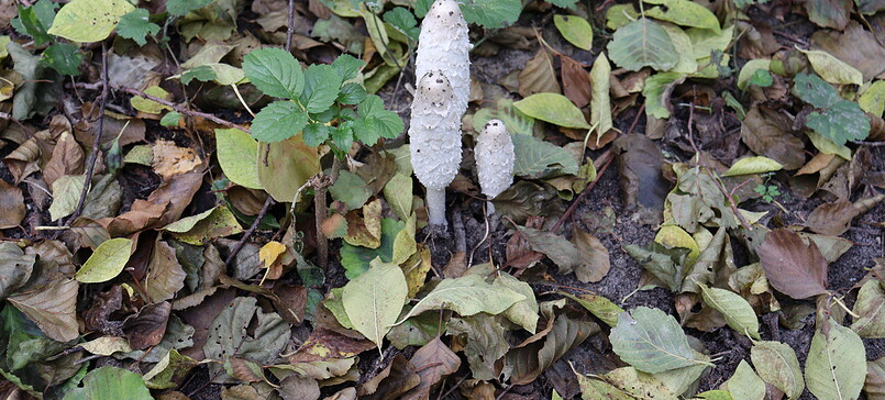 herbstliche Pilzwanderung bei Seddin
