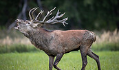 Foto: Ingolf König