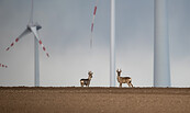 Foto: © Patrick Centurioni