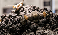 Präparat eines Maulwurfs im Maulwurfshügel , Foto: D. Marschalsky, Lizenz: Naturkundemuseum Potsdam