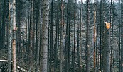 Foto: Kankan, Lizenz: Kankan / Unsplash
