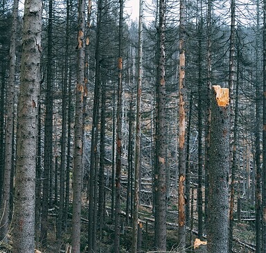 Waldbrandschutz in Brandenburg