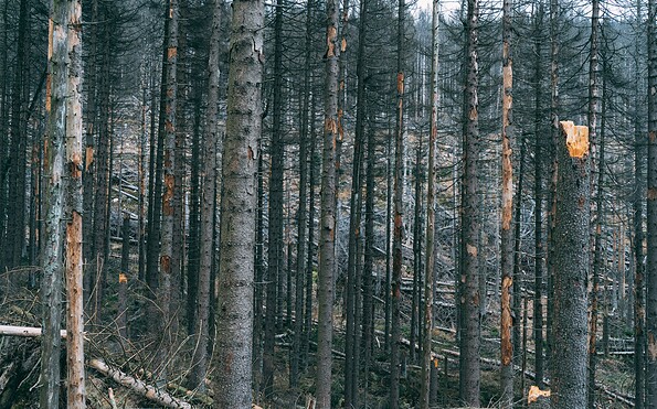 Foto: Kankan, Lizenz: Kankan / Unsplash