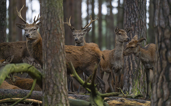 Hirsche im Wildpark, Foto: Wildpark Schorfheide, Lizenz: Wildpark Schorfheide