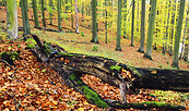 Buchenwald, Foto: Stiftung NaturschutzFonds , Lizenz: Stiftung NaturschutzFonds