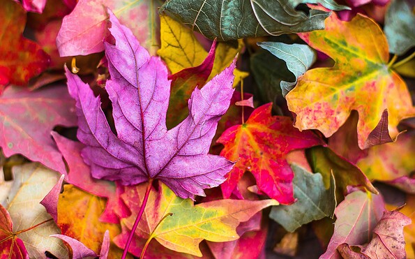 Foto: StockSnap auf Pixabay_2609978_1920, Lizenz: StockSnap auf Pixabay_2609978_1920