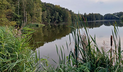 Abfischen am Schwerzkoer Dorchesee