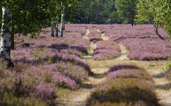 Blühende Heide, Foto: Lydia Brusendorf